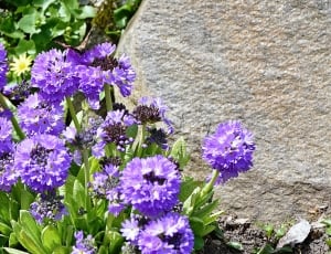 Drumstick, Plant, Garden, Flowers, purple, flower thumbnail