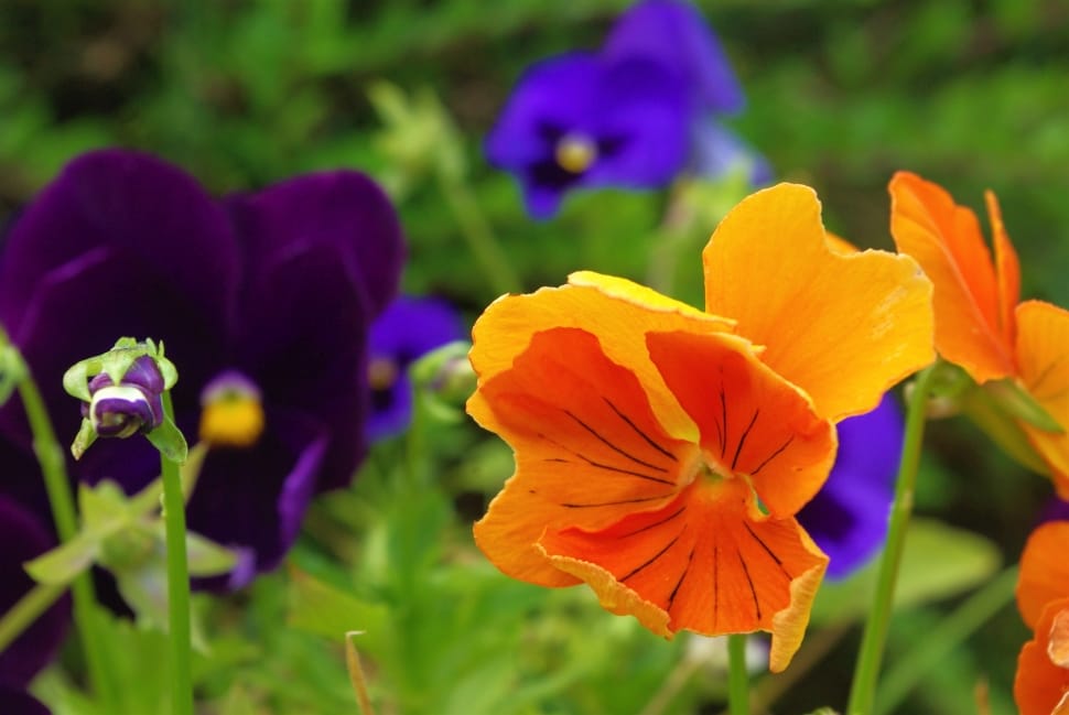 orange and purple petaled flower field preview