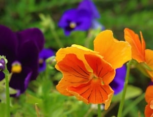orange and purple petaled flower field thumbnail