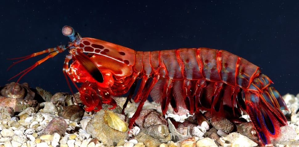 Crustacean, Mantis Shrimp, Female, underwater, red preview