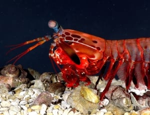Crustacean, Mantis Shrimp, Female, underwater, red thumbnail