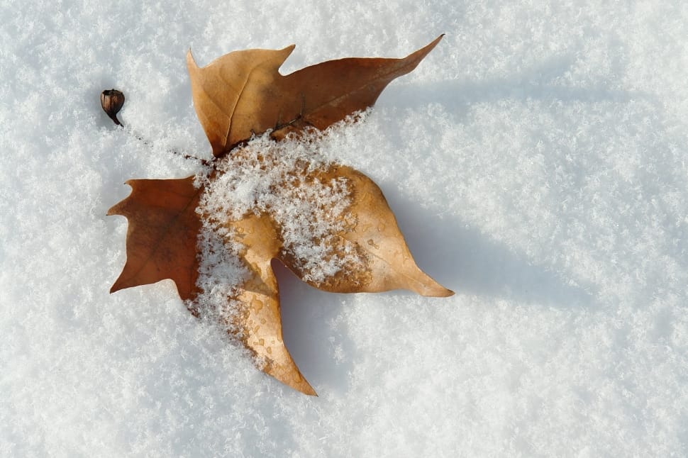 brown maple leaf preview