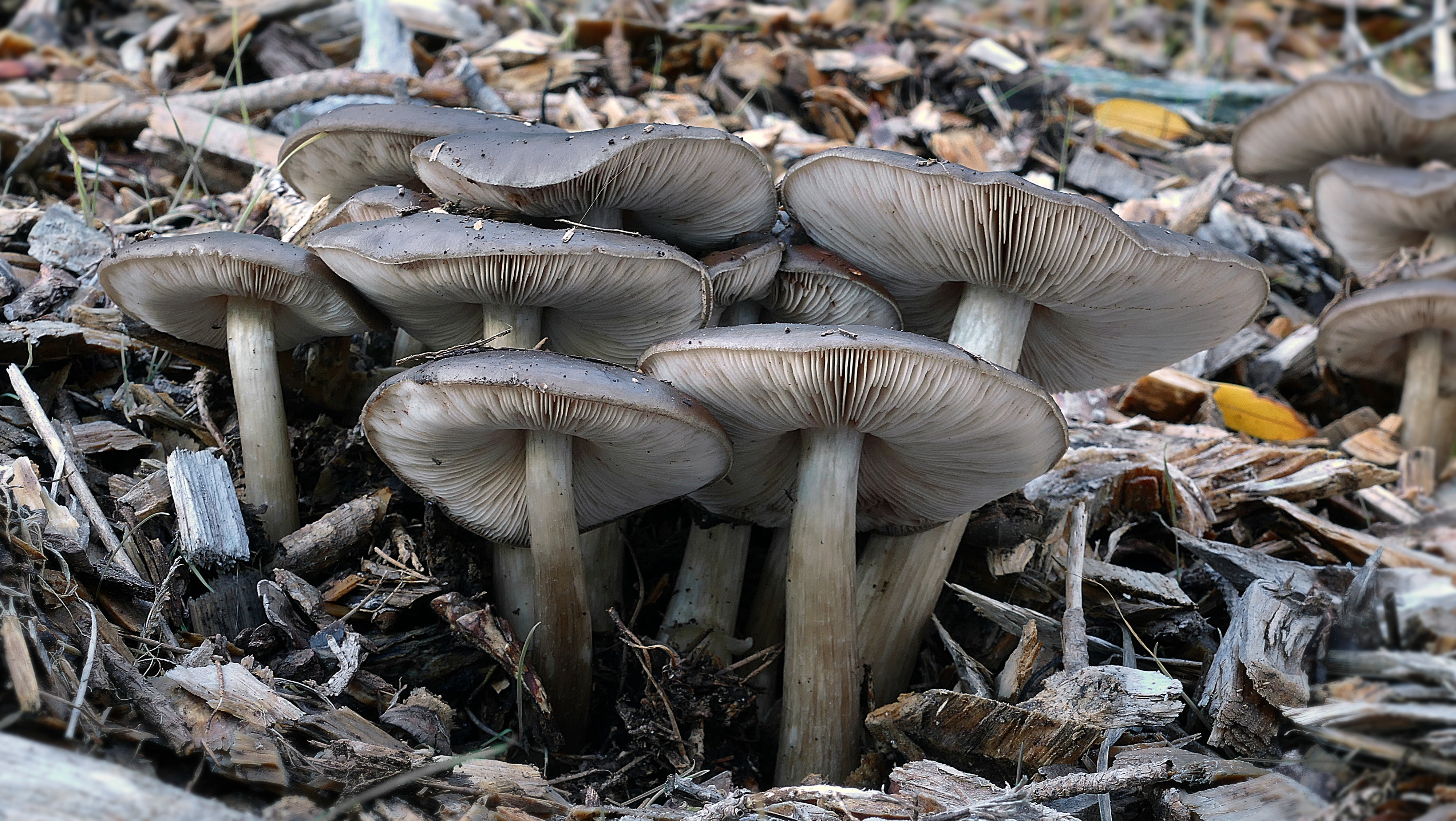 Осенние грибы Донбасса съедобные