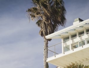 palm tree beside white painted building during daytime thumbnail