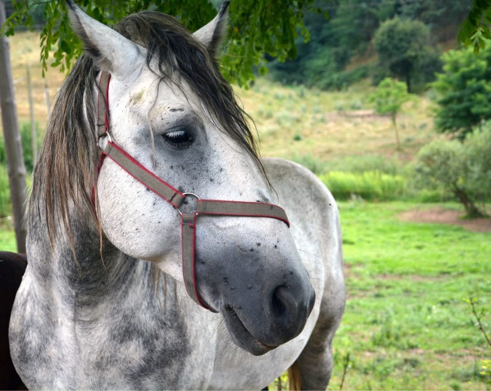 white and black horse closeup photography preview