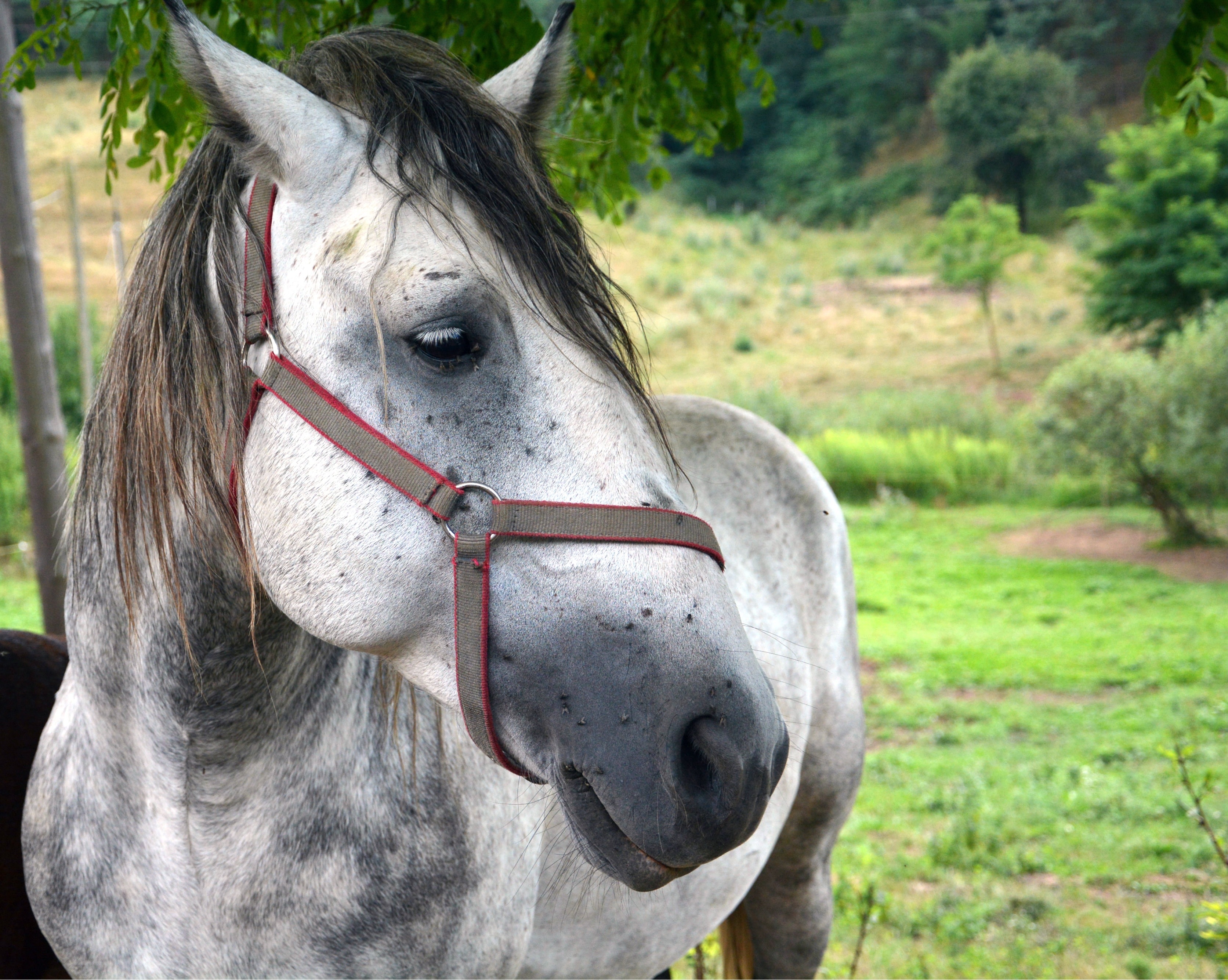 white and black horse closeup photography