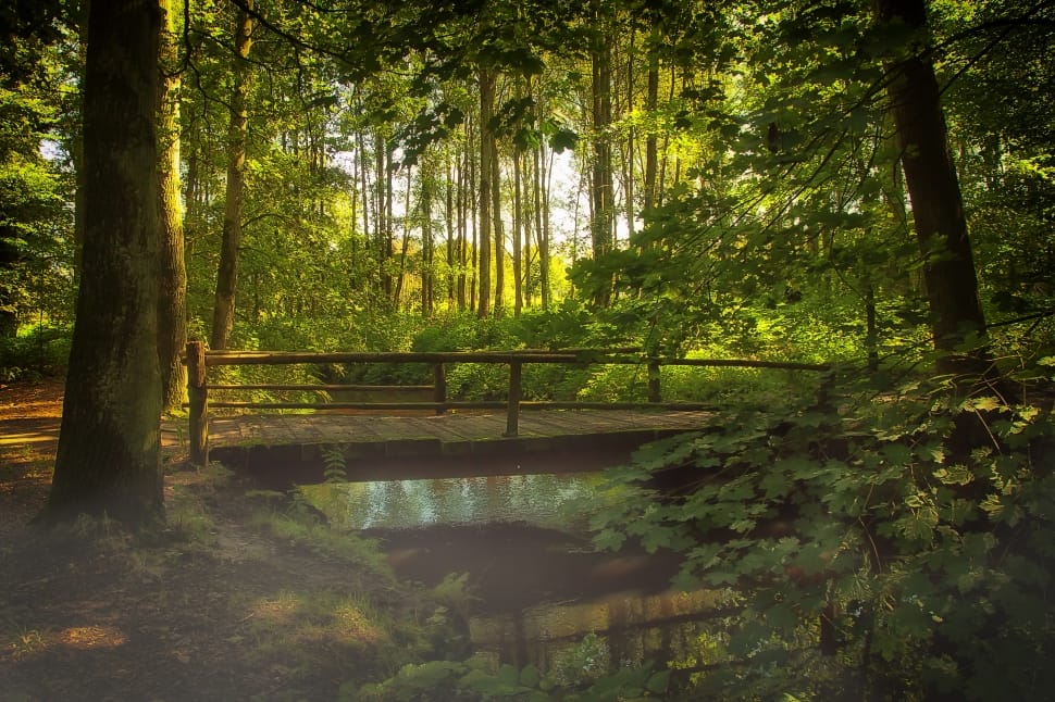 Nature, Bridge, Fog, Water, Forest, Bach, forest, nature preview
