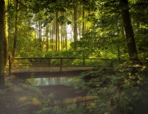 Nature, Bridge, Fog, Water, Forest, Bach, forest, nature thumbnail