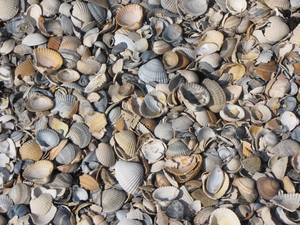 sea shells lot preview