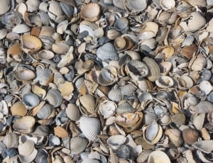 sea shells lot thumbnail