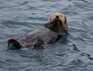 brown otter free image | Peakpx