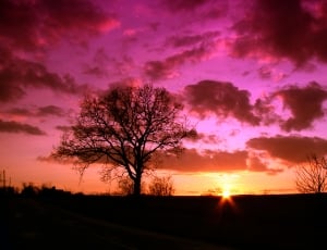 Tree, Sunrise, Sky, Sunset, Nature, sunset, silhouette thumbnail