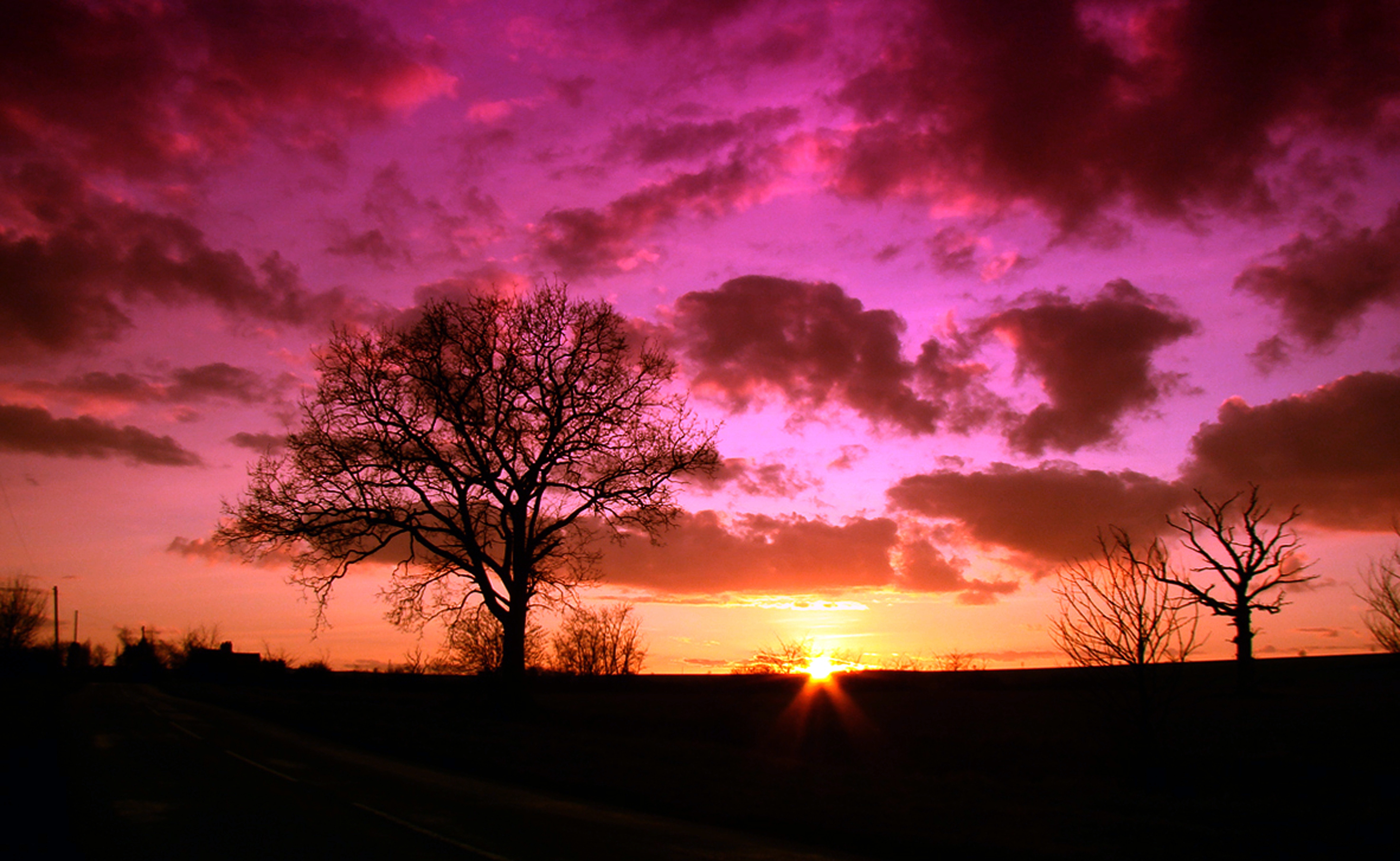 Tree, Sunrise, Sky, Sunset, Nature, sunset, silhouette