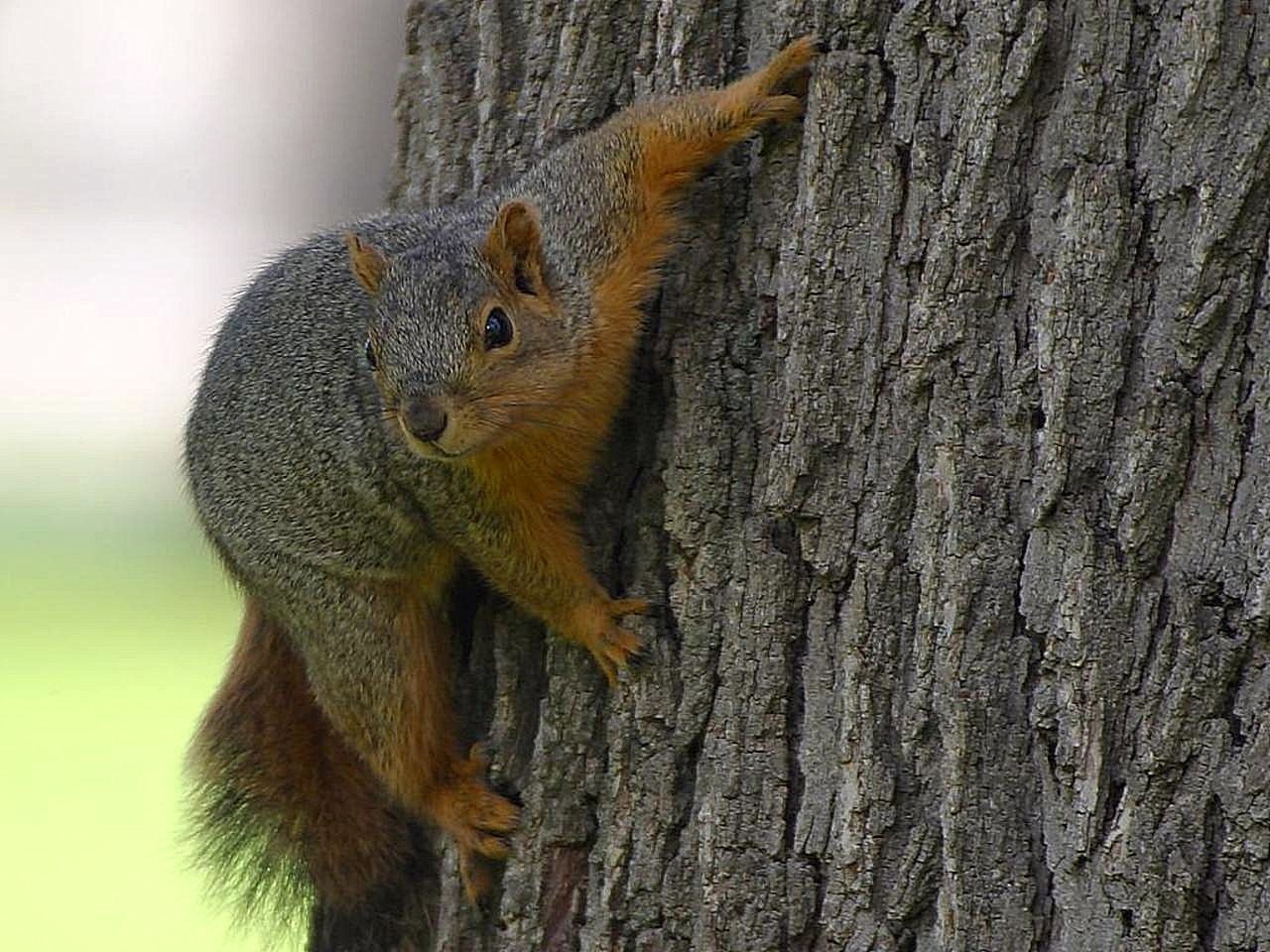 brown and gray squirrel