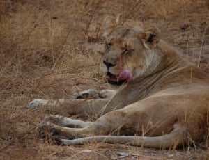 brown lioness lying on brown grass during daytime thumbnail