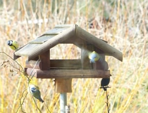 brown wooden bird house near green grass during day time thumbnail