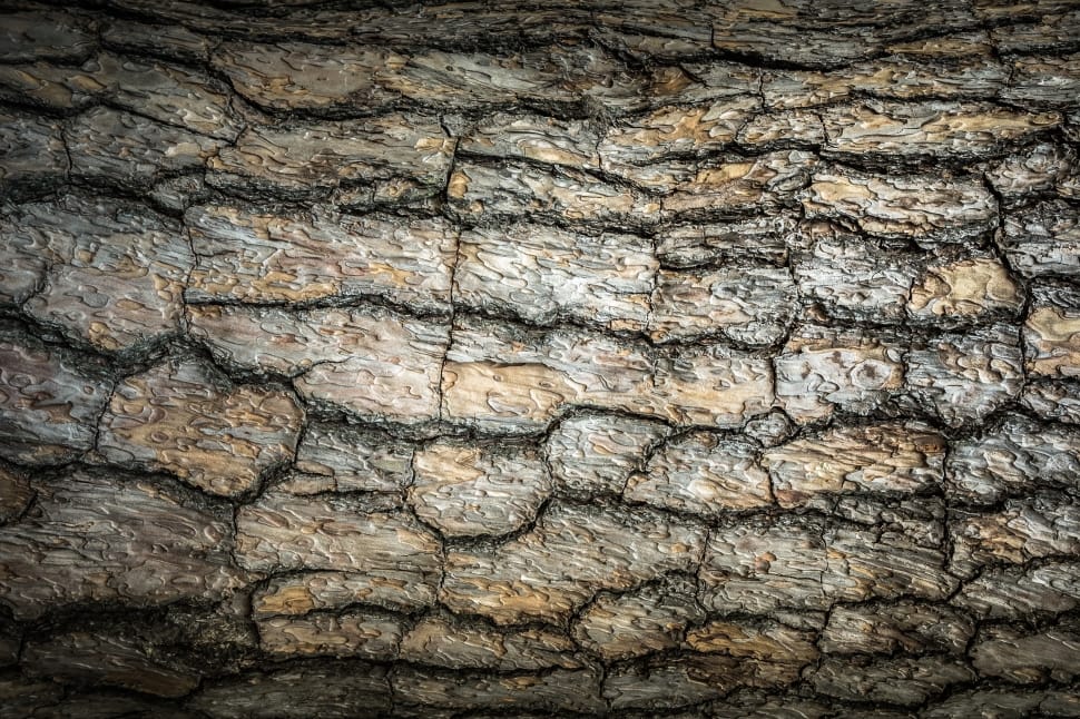 Bark, Plants, Wood, Nature, Texture, textured, backgrounds preview