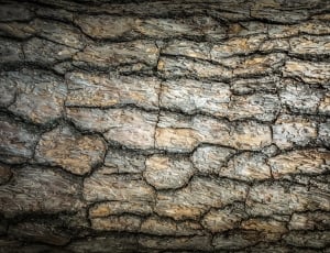 Bark, Plants, Wood, Nature, Texture, textured, backgrounds thumbnail