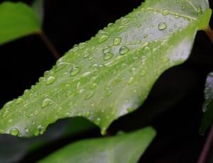 green leat with dew photo thumbnail