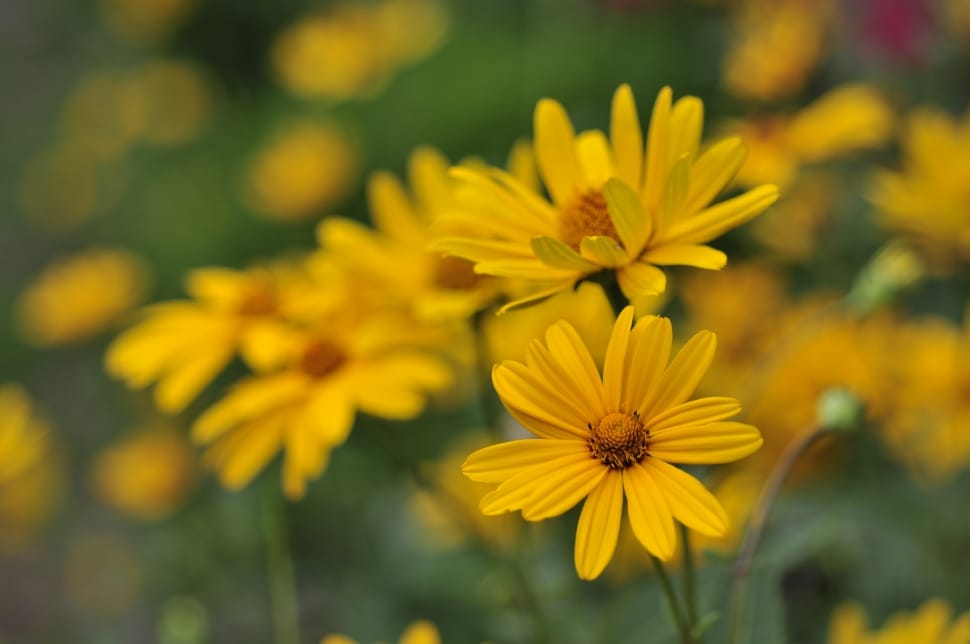 selective focus photography of yellow petaled flowers preview
