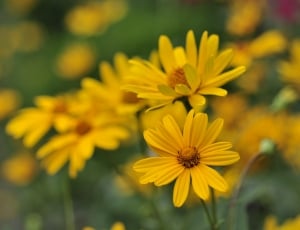 selective focus photography of yellow petaled flowers thumbnail