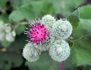 pink and green round flower thumbnail