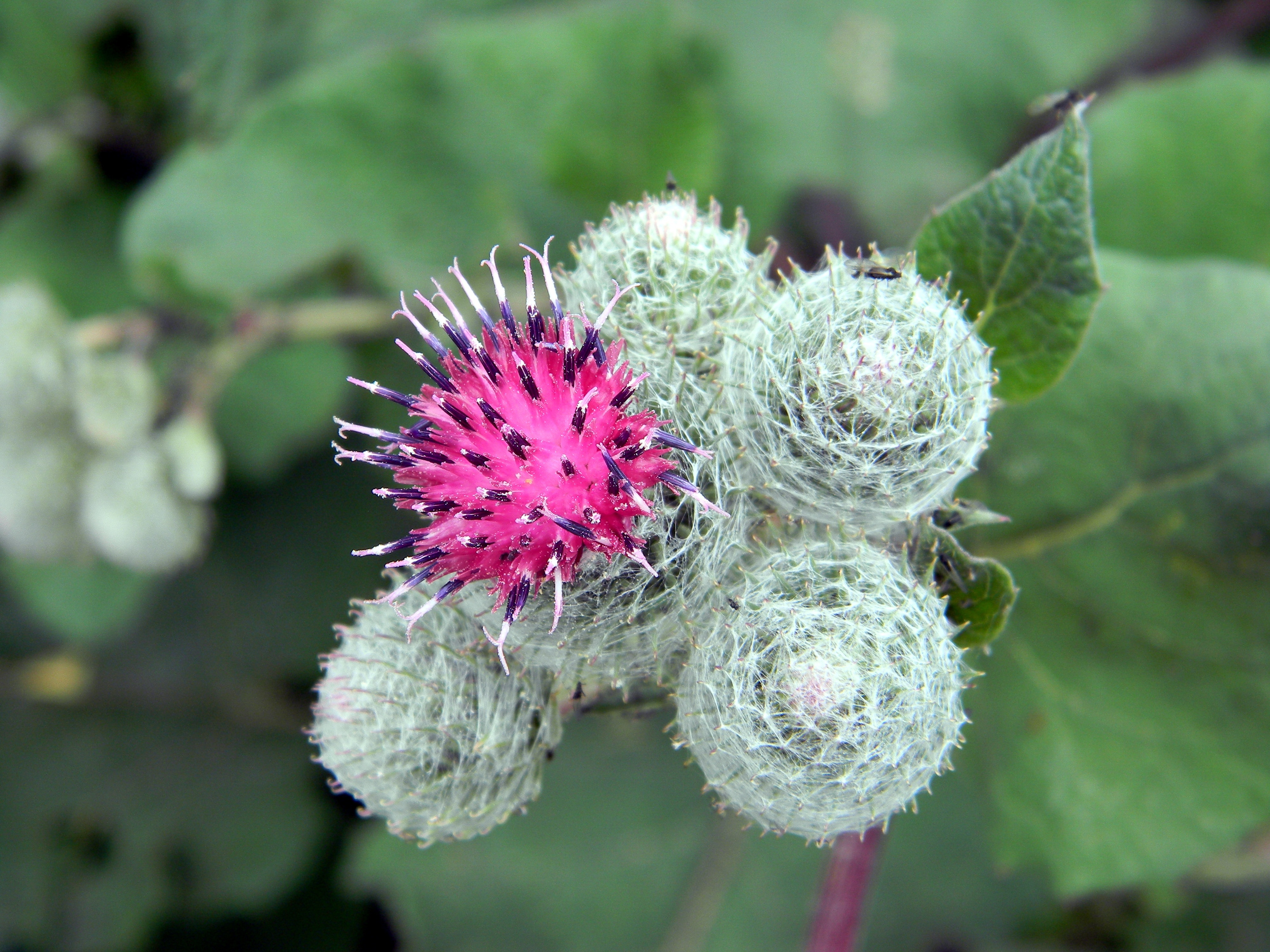 pink and green round flower
