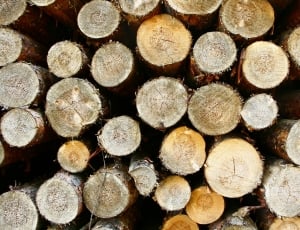 Firewood, Tree, Forest, Houses, stack, timber thumbnail