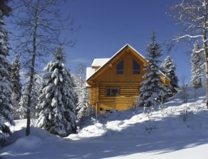 brown wooden house beside pine trees photo thumbnail