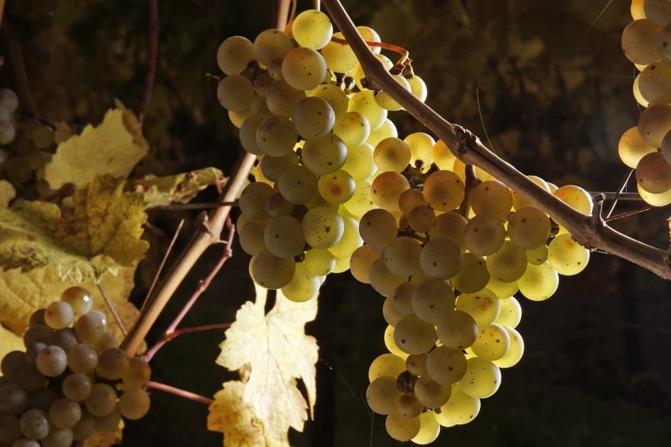unripe grapes preview