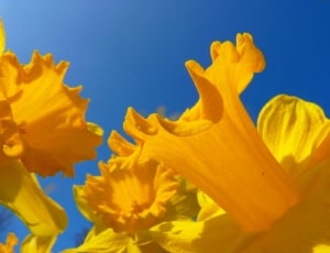 Daffodil, Narcissus, Blossom, Flower, yellow, no people thumbnail