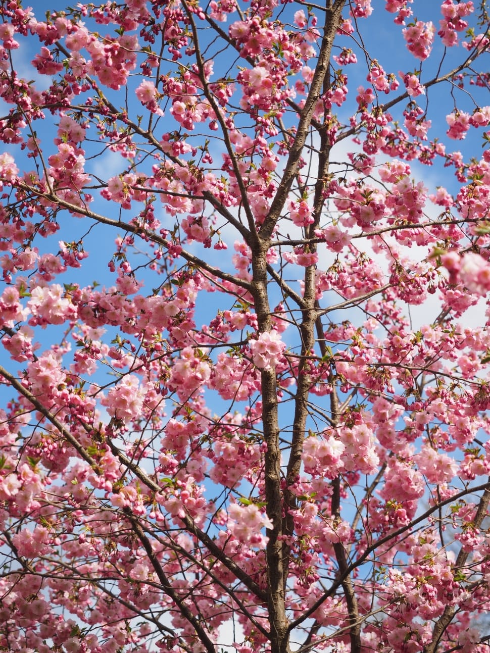 cherry blossom tree preview