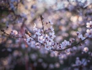 focus photo of cherry blossoms during day tie thumbnail