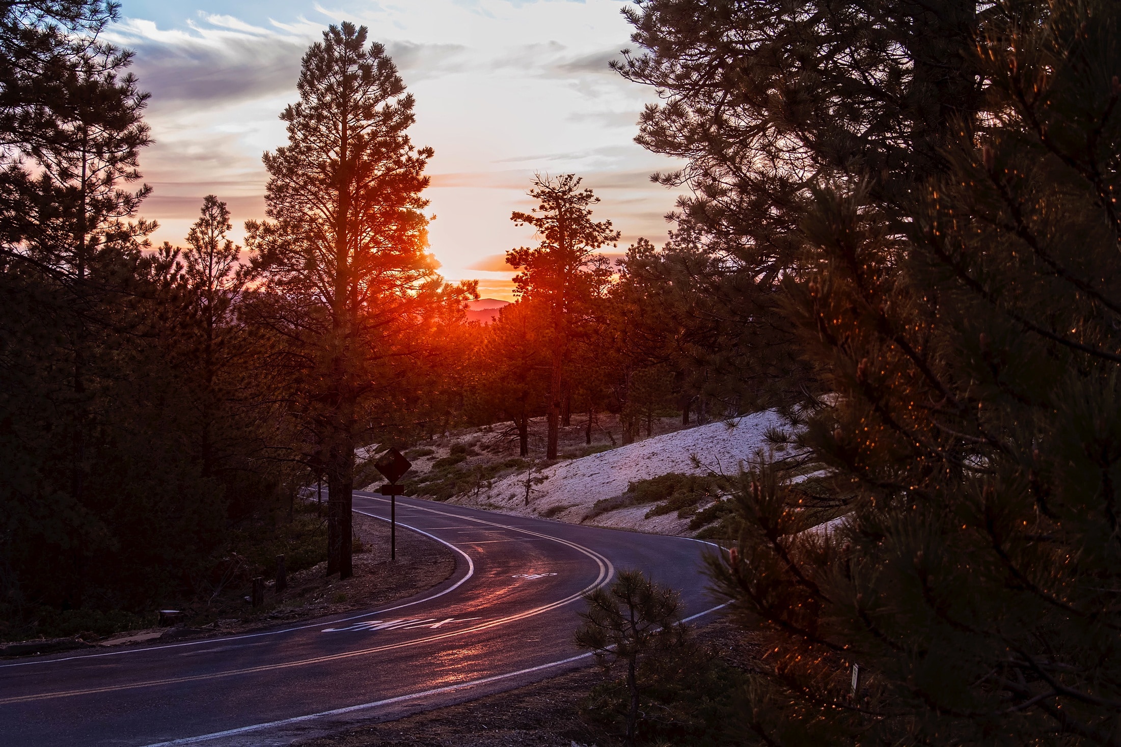 asphalt road between green trees under sunset sky