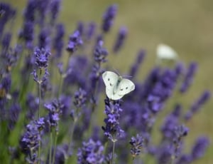 Lavender, Butterfly, Insect, White, purple, flower thumbnail