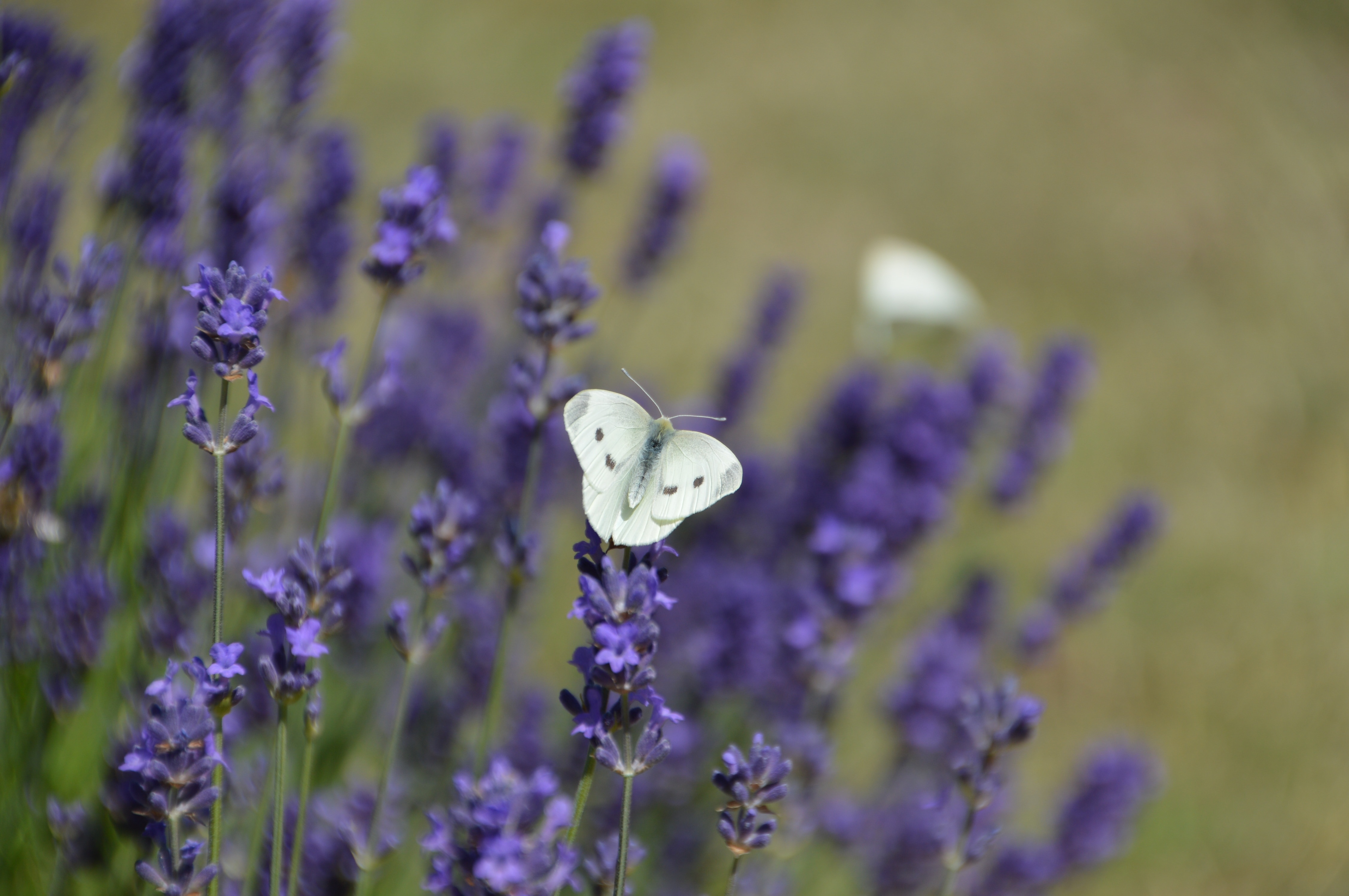 Lavender, Butterfly, Insect, White, purple, flower