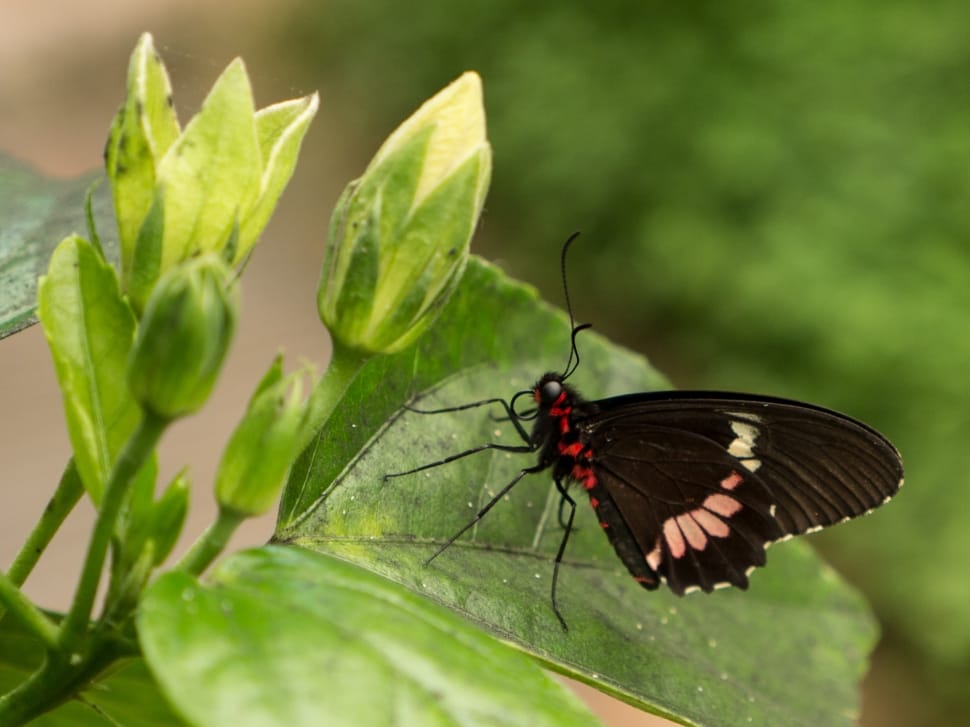 black red and white butterfly preview