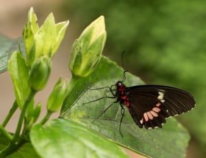 black red and white butterfly thumbnail