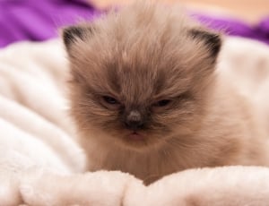 Siamese kitten thumbnail