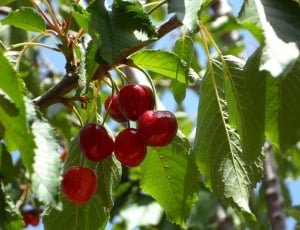 red cherries fruit thumbnail