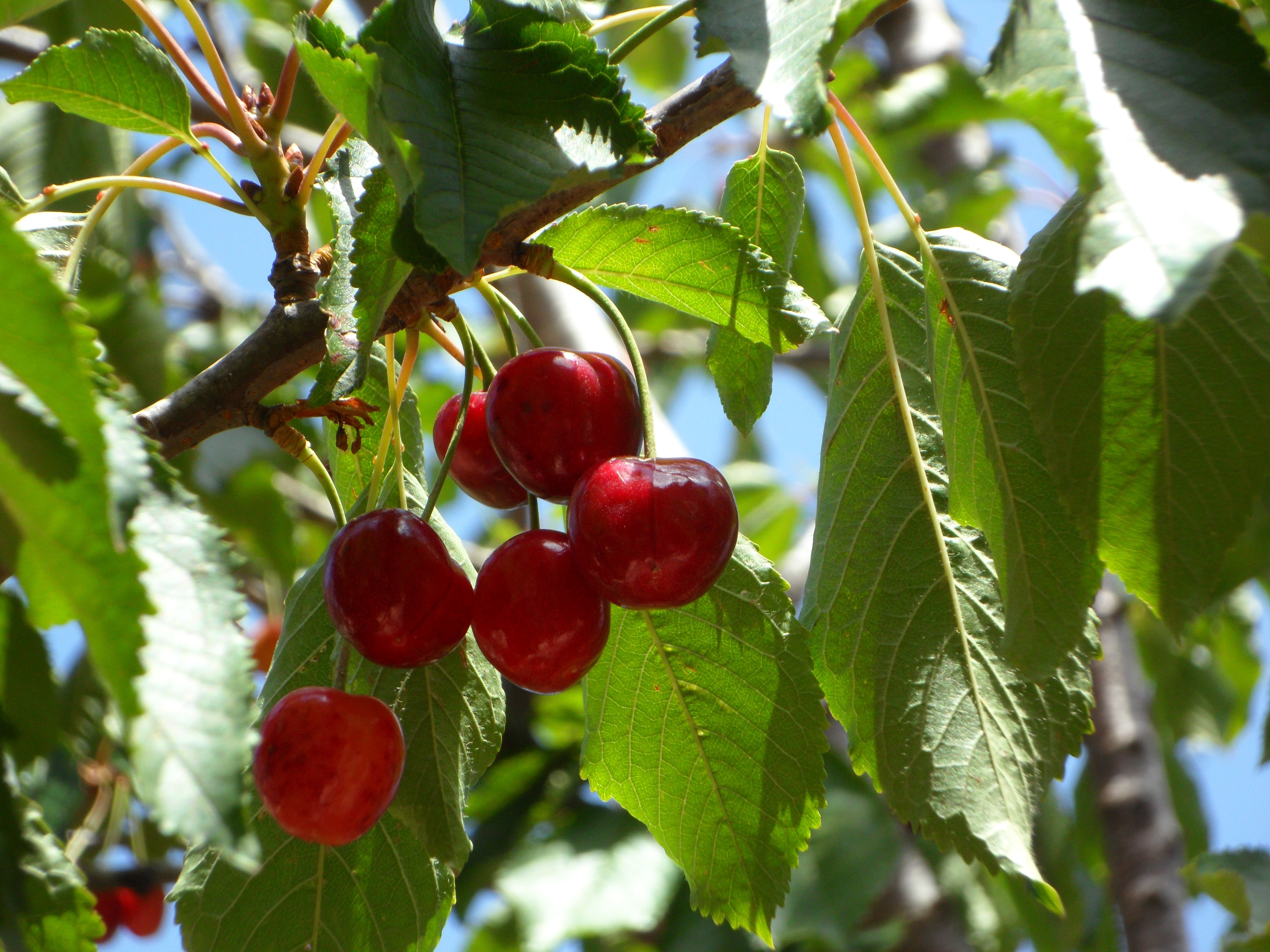 red cherries fruit
