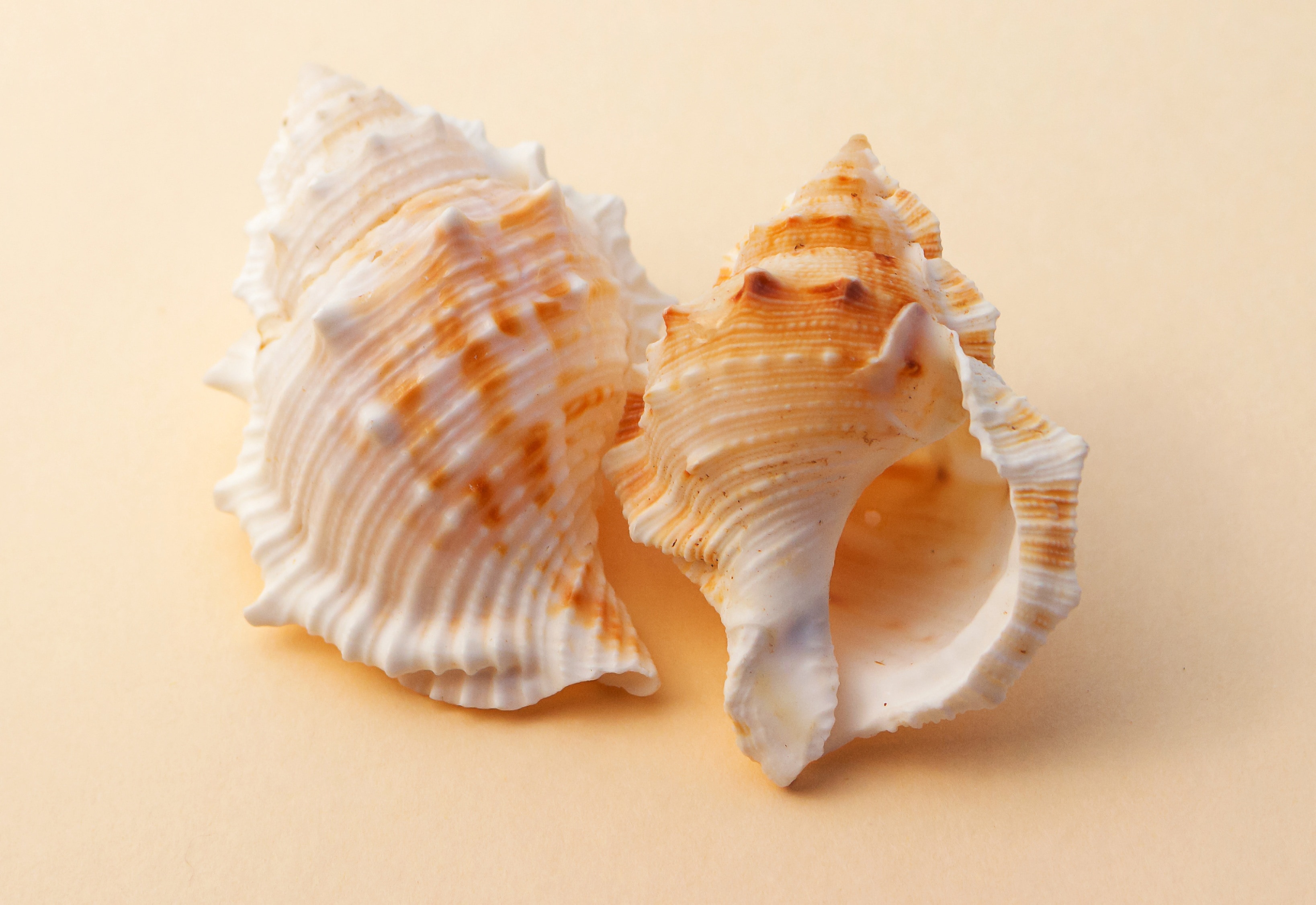 2 white and brown conch shell