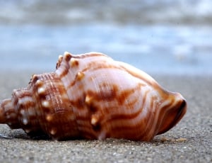 Whelk on the beach, conch, sea shell thumbnail