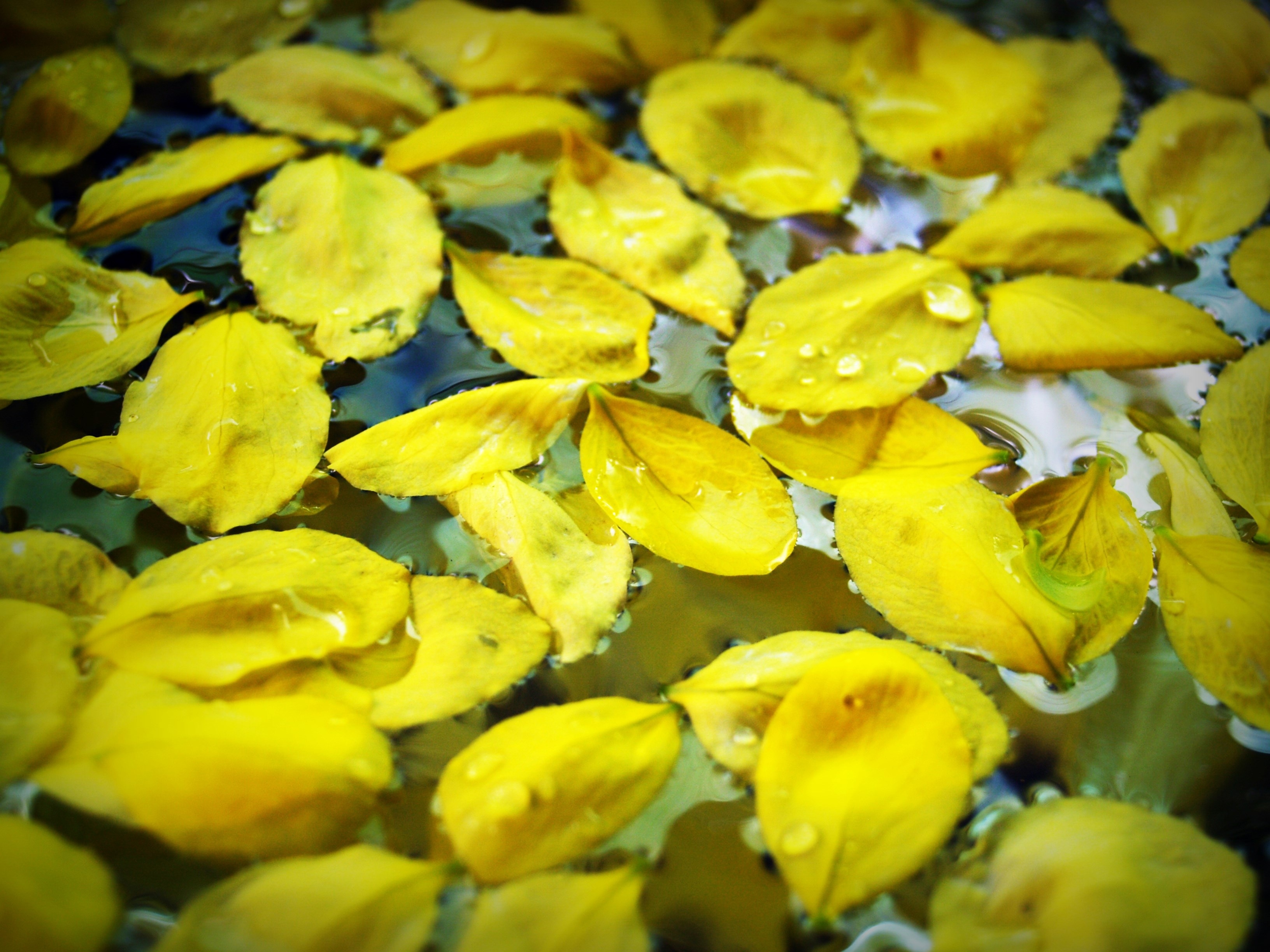 yellow flower petals