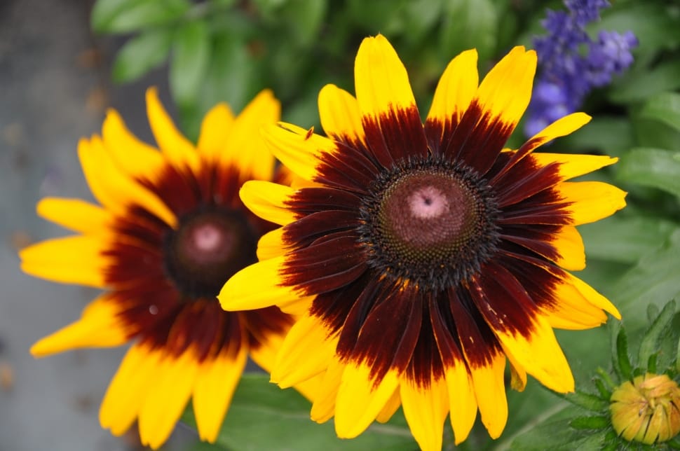 yellow and red african daisey preview