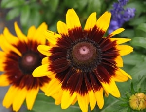 yellow and red african daisey thumbnail