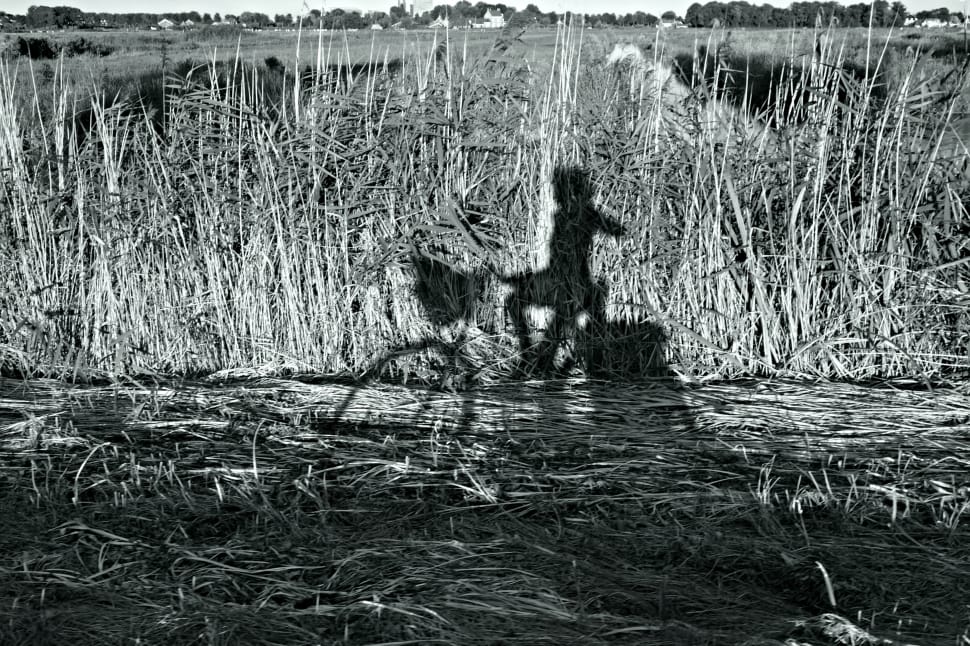 shadow of woman riding bicycle through grasses in grayscale photography preview