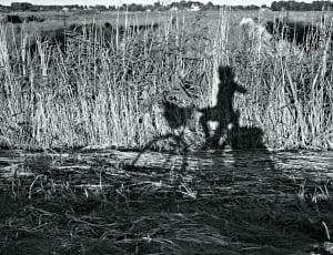 shadow of woman riding bicycle through grasses in grayscale photography thumbnail
