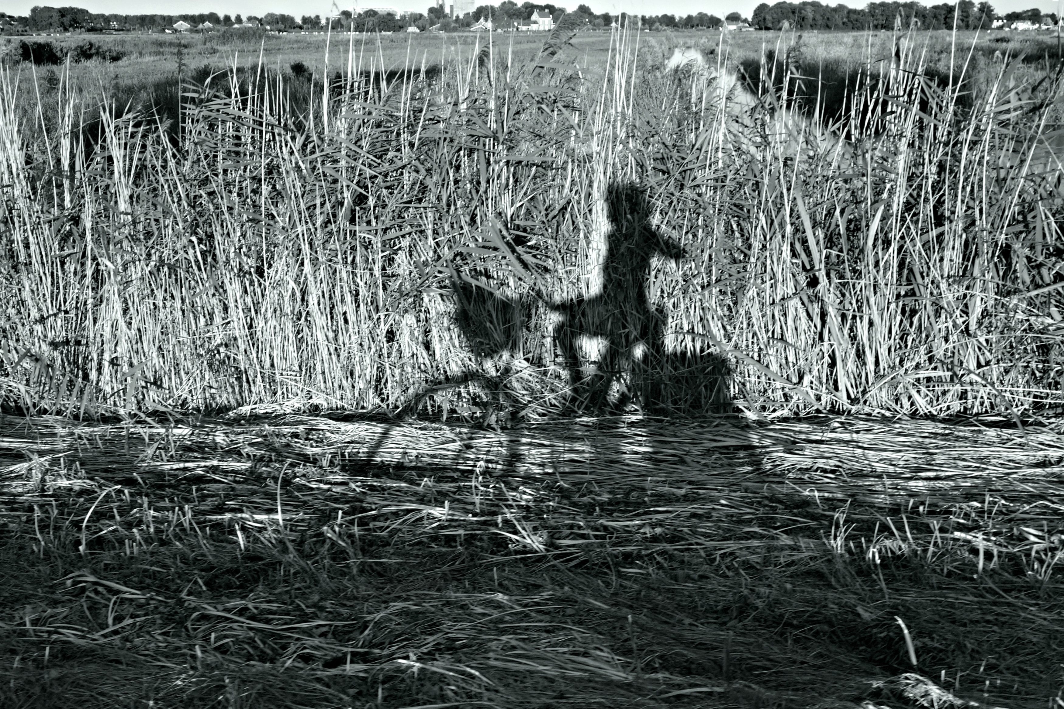 shadow of woman riding bicycle through grasses in grayscale photography