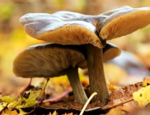 mushroom thumbnail
